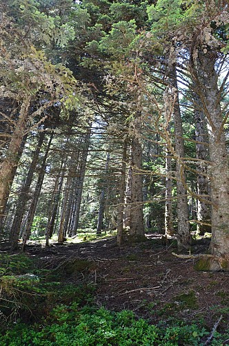 Hiking Trail: The tour of Mont Chaix