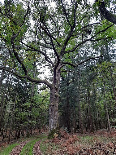Grand arbre