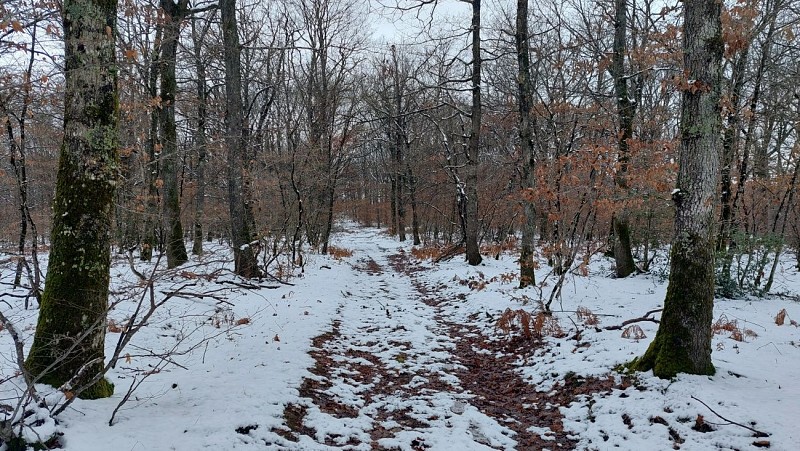Paysage enneigé