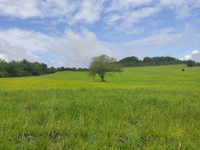 Le chemin des Orchidées