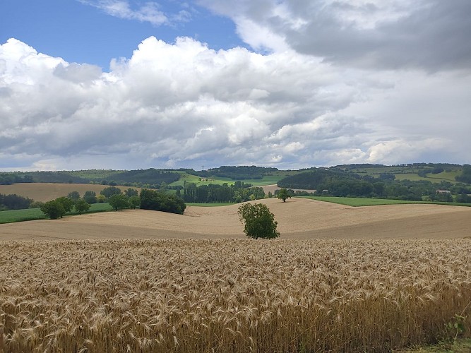 Les champs dorés