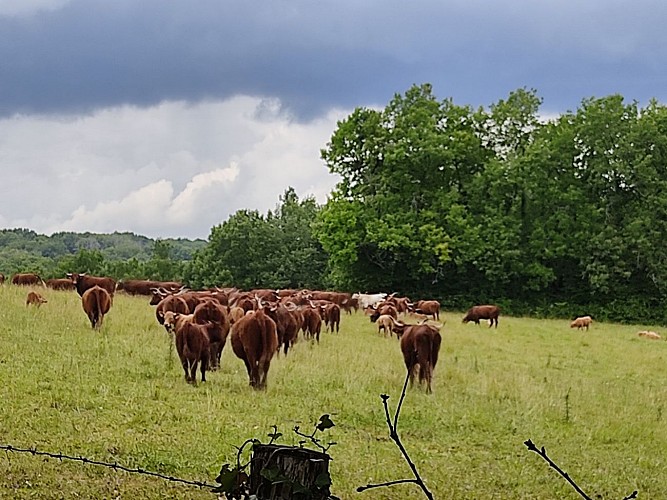 Un troupeau de vache déambulant