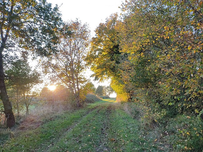 Entre champ et forêt