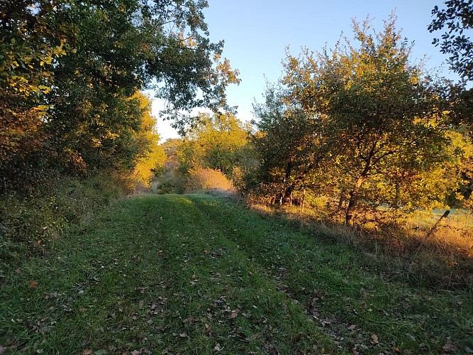 Entre champ et forêt