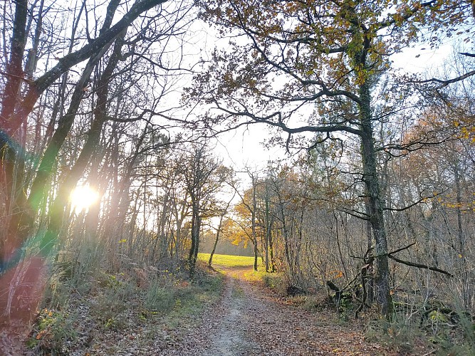 En forêt