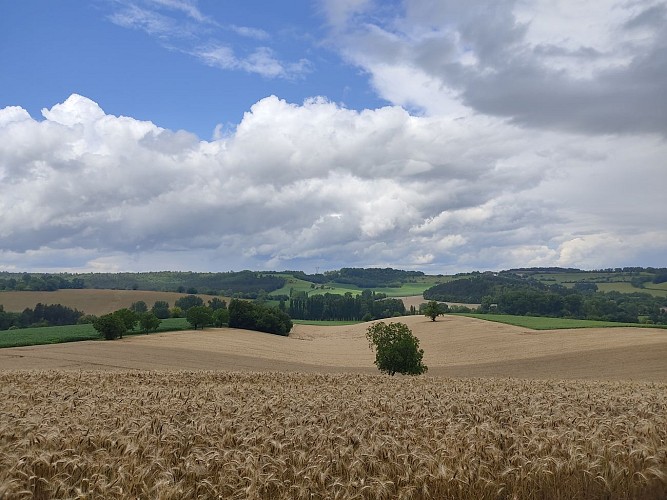 Les champs dorés