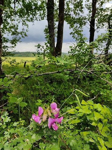 Une orchidée sauvage