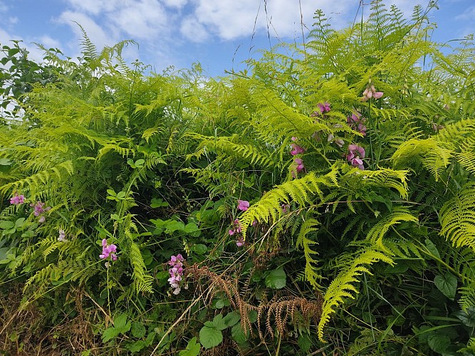 Chemin des orchidées - Vaux-Lavalette