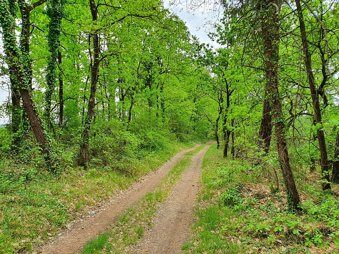 En forêt