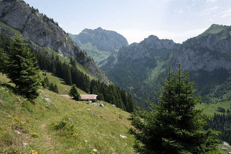 The mountain pastures of Semy - Vacheresse