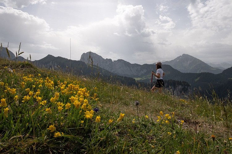 Wandelroute : De alpenweiden van Sémy - Vacheresse