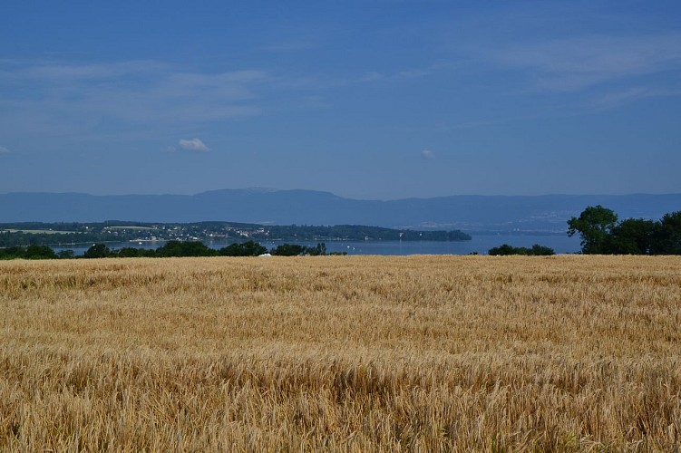 GRP Littoral du Léman, Etape 1 : St Gingolph - Meillerie