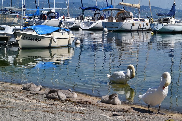 GRP Littoral du Léman à pieds - Etappe 6: Sciez > Yvoire