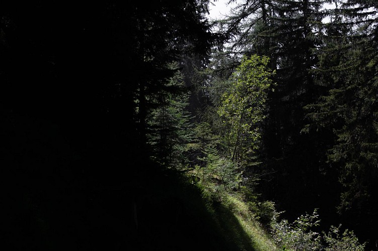 Bois des Fornettes trail