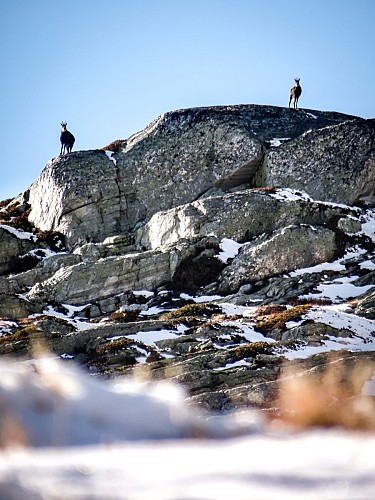 Chamois dans le vallon de Clou