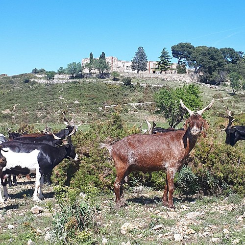 Randonnée découverte colline de la Nerthe