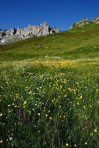 Les prés en fleurs