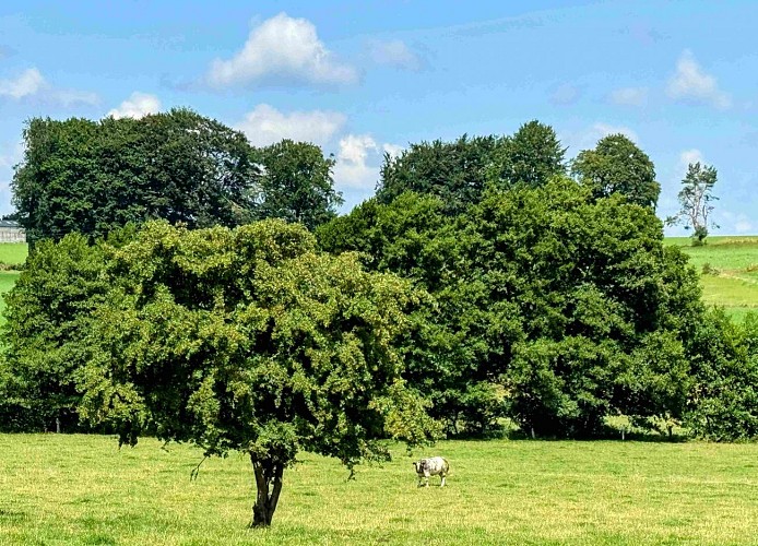 Libramont_circuitVTC19km©MTFSH-TEXTO Pascal Willems (210)