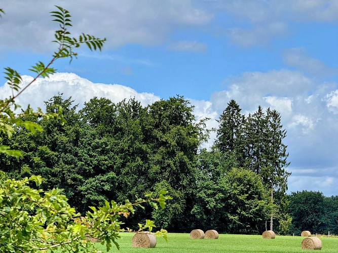 Libramont_circuitVTC50©MTFSH_TEXTO_Pascal_Willems_(373)