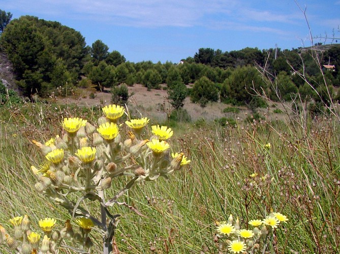 Le Tour du Romaron