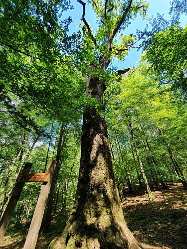 Bouillon GRos chêne francais juin 20 A Villeval (3)