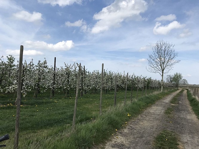 09 - Balade équestre ADCC au départ de l'abbaye de Val-Dieu vers les Fourons et Warsage - 20 kms