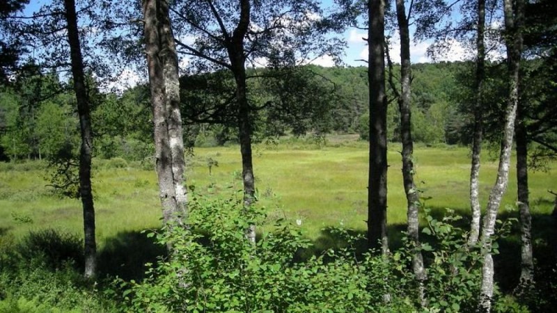 La tourbière de la Vergne des Mazes