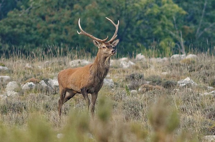 Un cerf surpris sur une crête