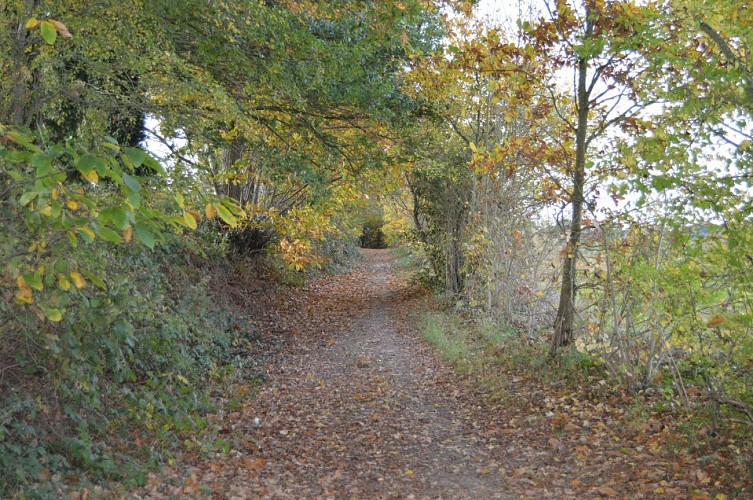 Louvigné-de-Bais_Sentiers chemins-de-randonnée-louvignéen