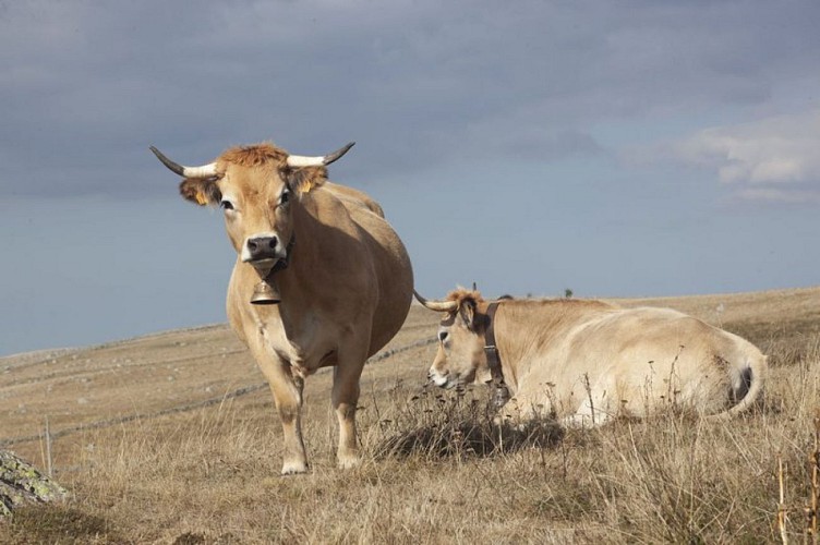 Vaches aubrac