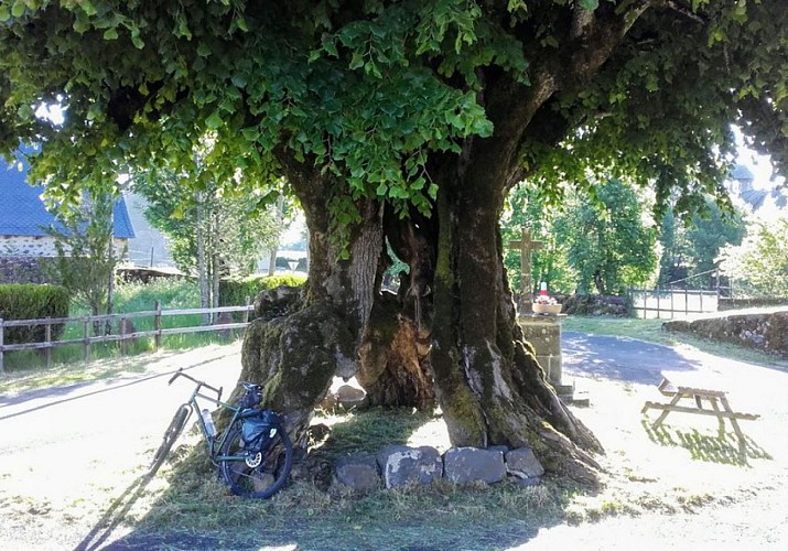 Le vieux tilleul de Nigresserre