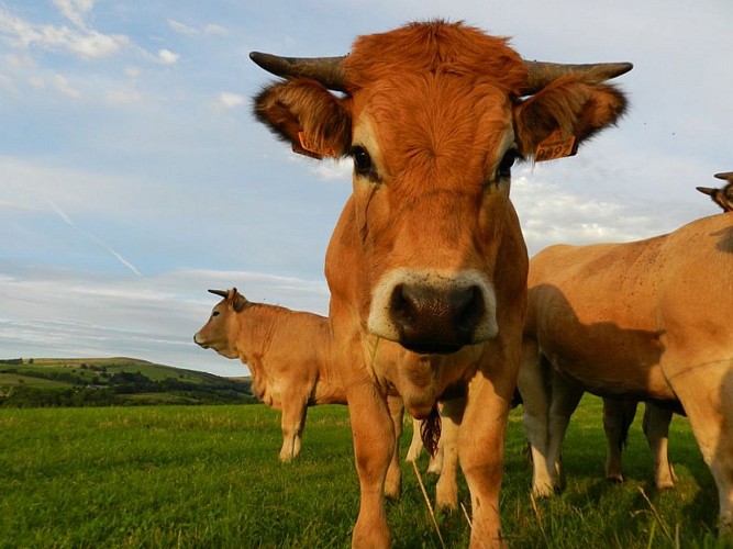 Veau Aubrac en estive