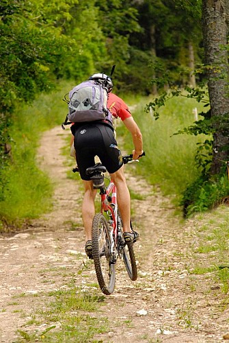 Dans la forêt des Coulmes