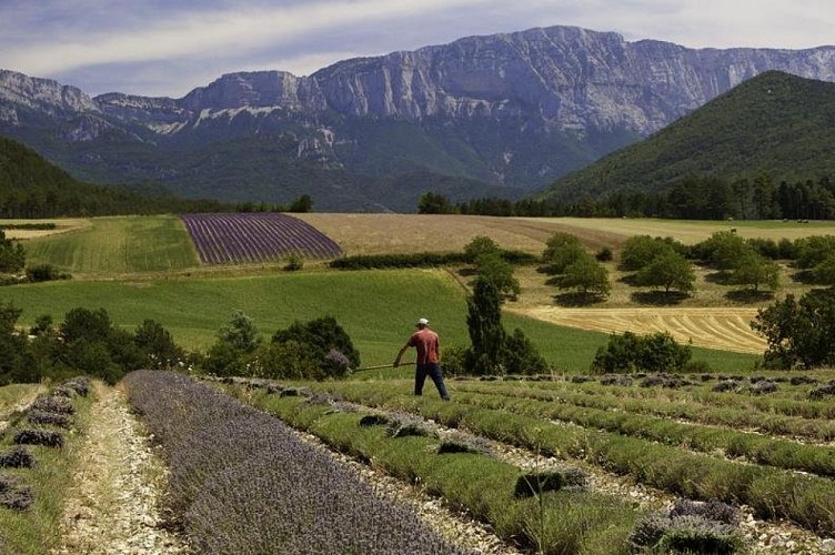 Paysage de Marignac en Diois