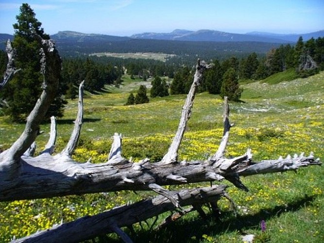 The Grand Veymont from the Beure plateau