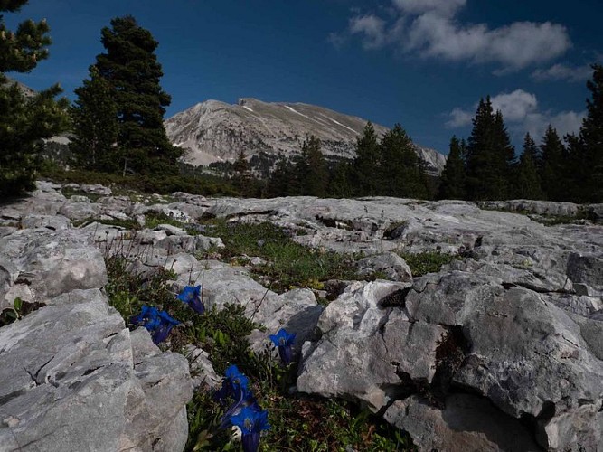 Le Grand Veymont depuis le plateau de Beure
