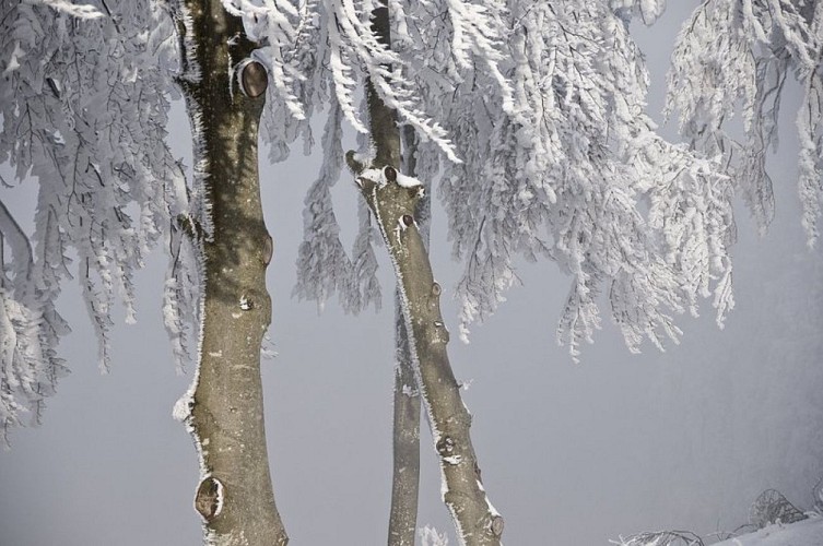 Les Ecouges - Parcours Ski De Fond - Saint-gervais | Cirkwi