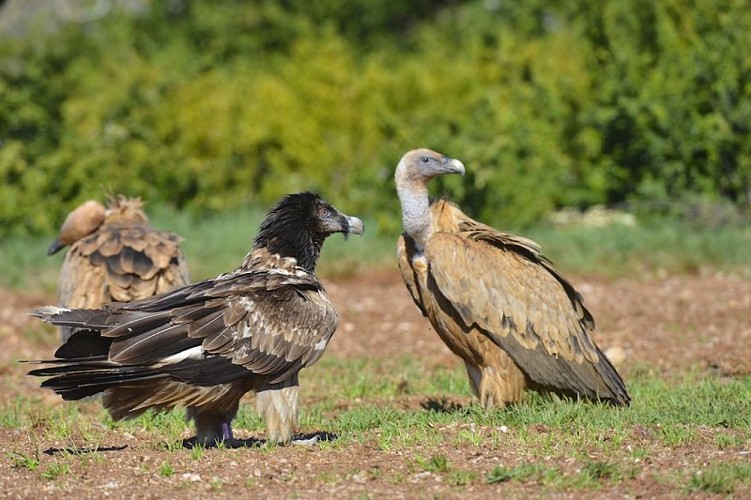 Le sentier des Vautours d'Archiane