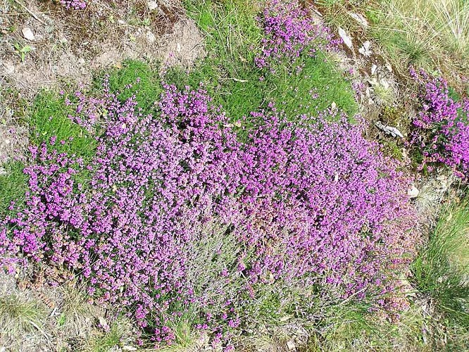 Chemin des seigneurs