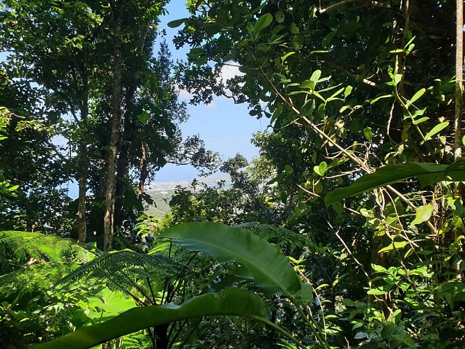 Trace des Monts Caraibes