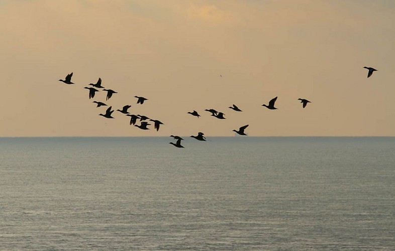 Vol de Canards en migration