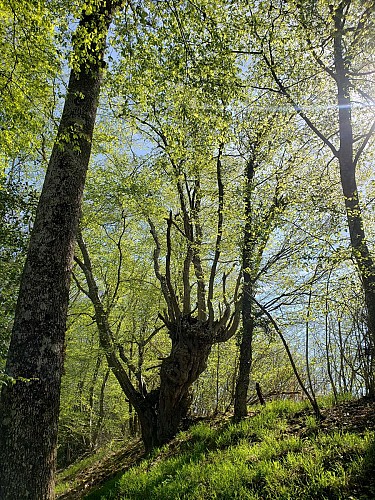 Villeneuve de Marc : Le plateau de Bonnevaux