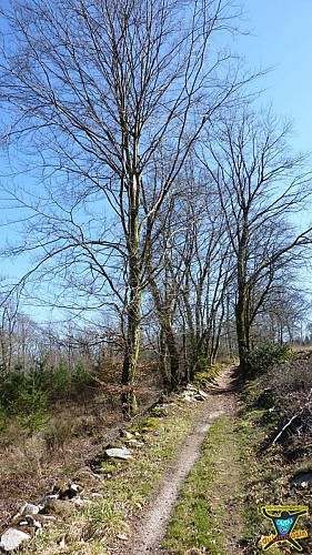 Montrol-Sénard - Sur les traces d'Henri IV - 13km - 3h30 - Haute-Vienne (87)