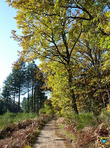 Saint-Auvent - Vallée de la Gorre et forêt de Rochechouart - 9 km - 2h30 - Haute-Vienne (87)