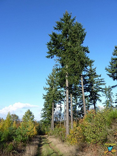 Saint-Auvent - Vallée de la Gorre et forêt de Rochechouart - 9 km - 2h30 - Haute-Vienne (87)