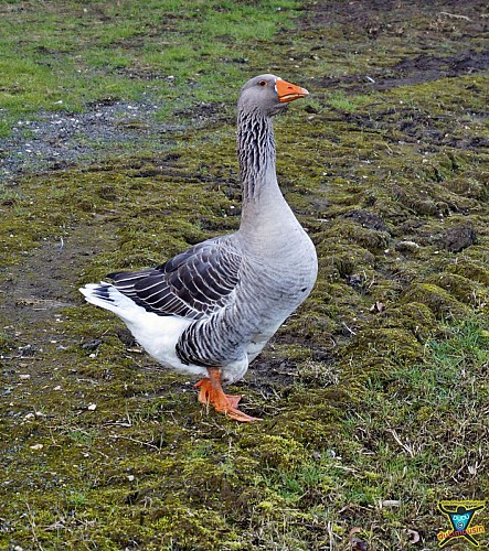 Saint-Sozy - Sentier des Roches et des Hommes - 8km - 3h00 - Lot (46)