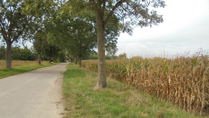 PR20 Sentier du patrimoine naturel et historique de Gambsheim