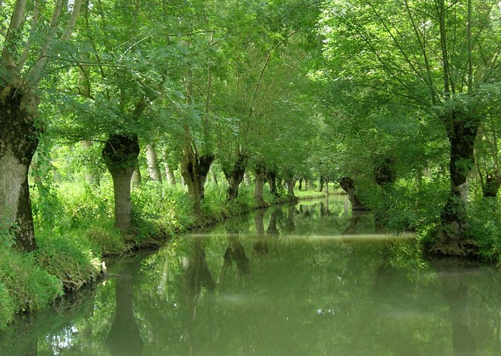 Les frênes tetards, arbres emblématiques du Marais poitevin