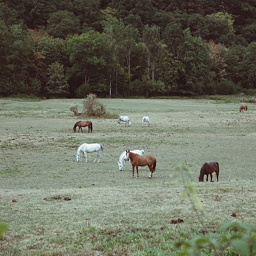 Chevaux