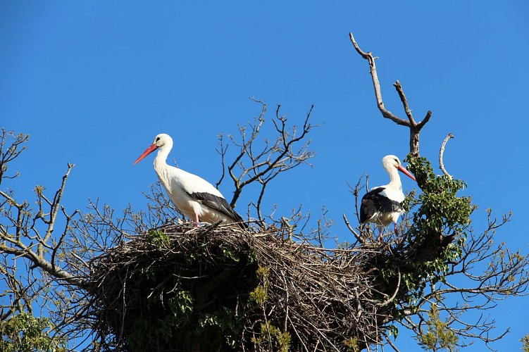 RANDONNEE SENTIER DES TAMARIS - SITE NATUREL PROTÉGÉ DU MÉJEAN